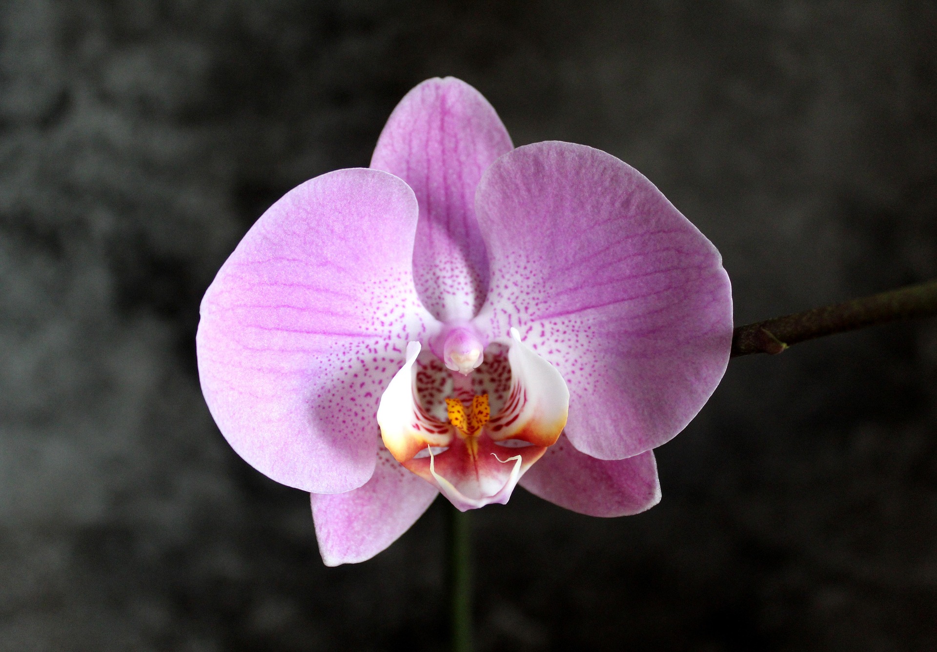 ORQUITIENDA